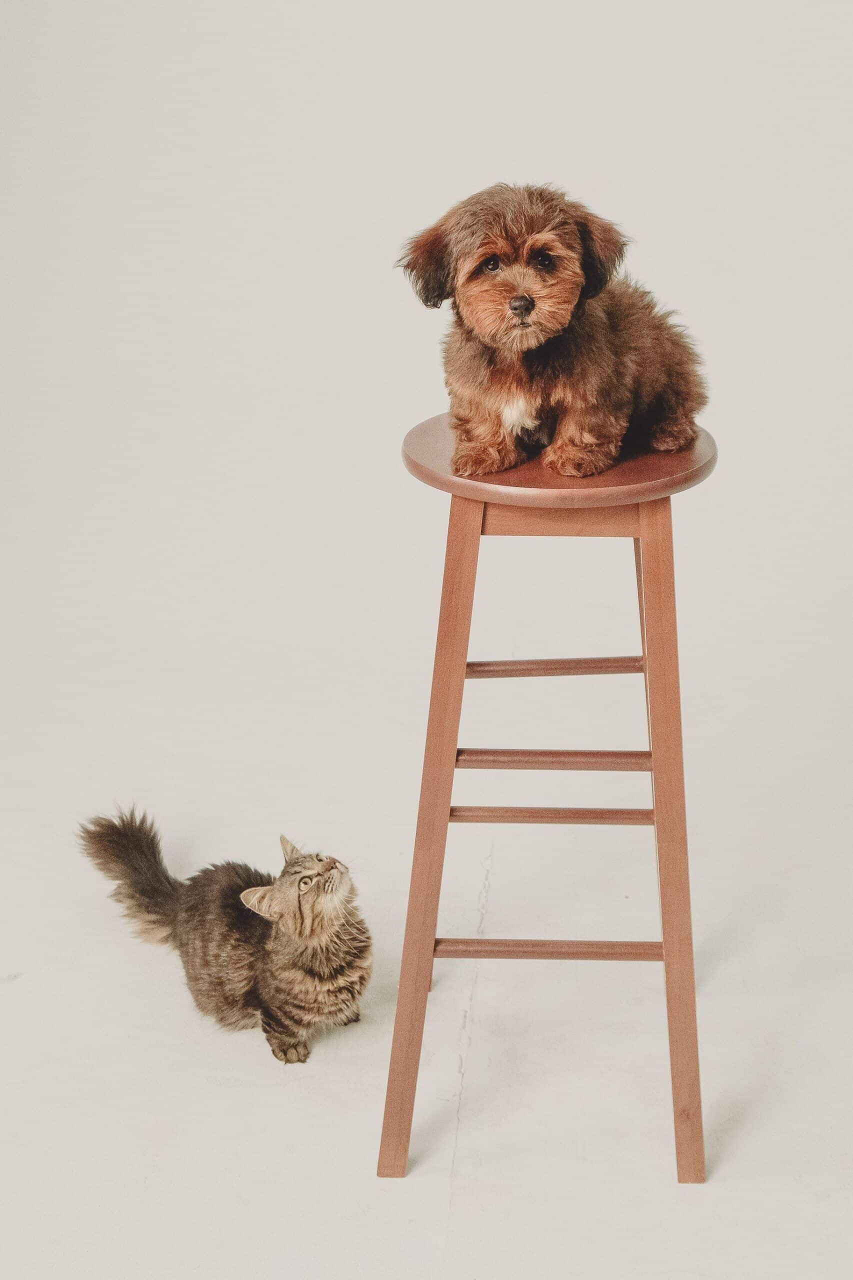 Animal divorce séparation